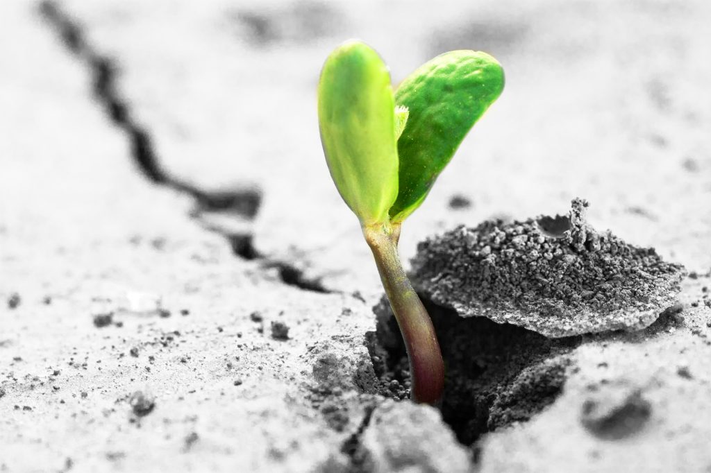 Ley de fomento del ecosistema de Startups